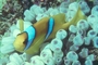 Two-banded Anemone Fish picture