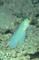 Yellowhead Jawfish picture