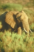 African Elephant T-Shirt