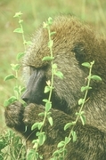 Baboon Poster