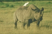 Black Rhinoceros Magnet