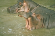 Hippopotamus Poster