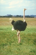 Ostrich Magnet