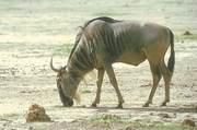 Wildebeest Poster