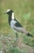 Blacksmith Plover picture