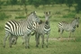 Burchell's Zebra picture