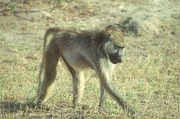 Baboon Poster