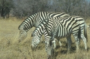 Burchell's Zebra Magnet
