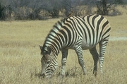 Zebra Magnet