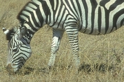 Zebra Magnet
