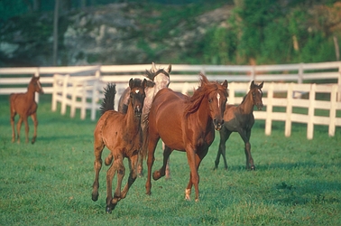 Arabian Horse