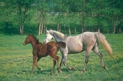 Arabian Horse Mousepad