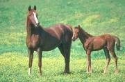 Arabian Horse Mousepad
