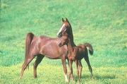 Arabian Horse Mousepad