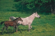 Arabian Horse Mousepad