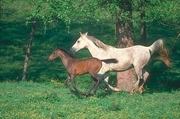 Arabian Horse Mousepad