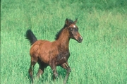 Arabian Horse Mousepad