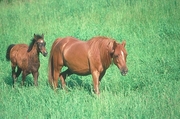 Arabian Horse Mousepad
