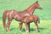 Arabian Horse Mousepad