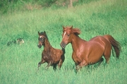 Arabian Horse Mousepad