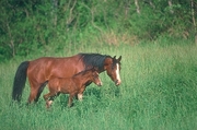 Arabian Horse Mousepad