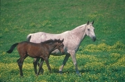 Arabian Horse Mousepad