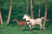 Arabian Horse Mousepad