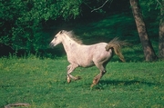 Arabian Horse Mousepad