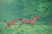 Arabian Horse Mousepad