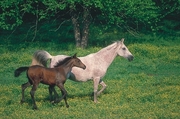 Arabian Horse Mousepad