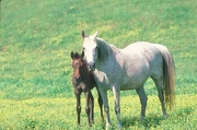 Arabian Horse Mousepad