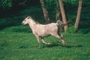 Arabian Horse picture