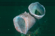 Basket Sponge Magnet