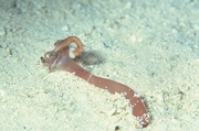 Brown Sea Worm Poster