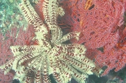 Crinoid Poster