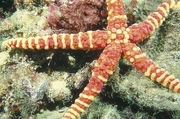 Long-Armed Sea Star Poster