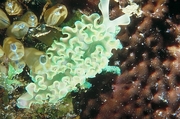 Sea Slug T-Shirt