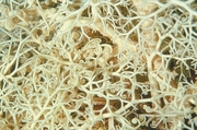 Sea Sponge Magnet