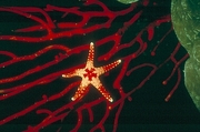 Sea Star Poster