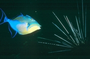 Sea Urchin Poster