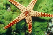 Starfish Poster