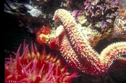 Starfish Poster