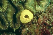 Yellow Sponge Magnet
