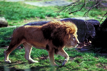 African Lion