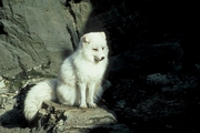Arctic Fox Mousepad
