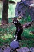Black and White Colobus Poster