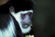 Black and White Colobus Poster