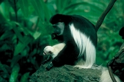 Black and White Colobus Poster