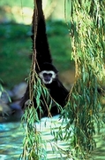 Black and White Colobus Poster