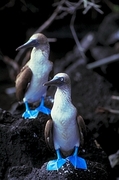 Blue-footed Booby Magnet